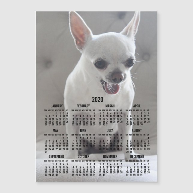 Chihuahua Kalender 2020 Magnetic Foto Card 12x18 Magnetkarte (Vorderseite)