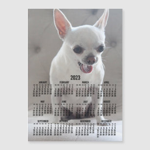 Chihuahua Kalender 2023 Foto Magnetkarte