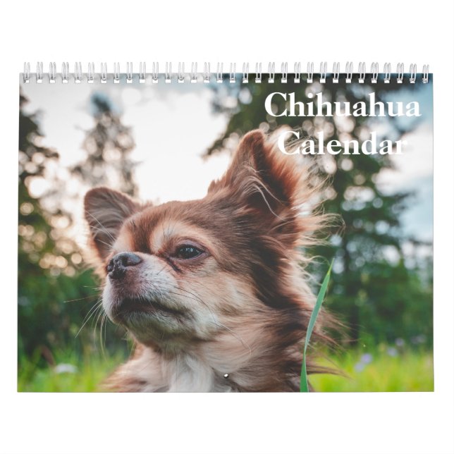 Chihuahua-Kalender 2025 Kalender (Titelbild)
