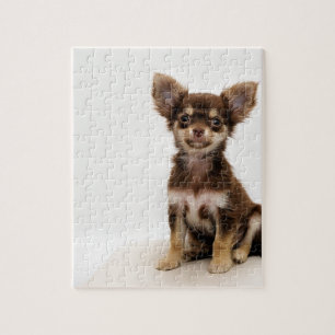 Chihuahua-kleiner Hund Puzzle
