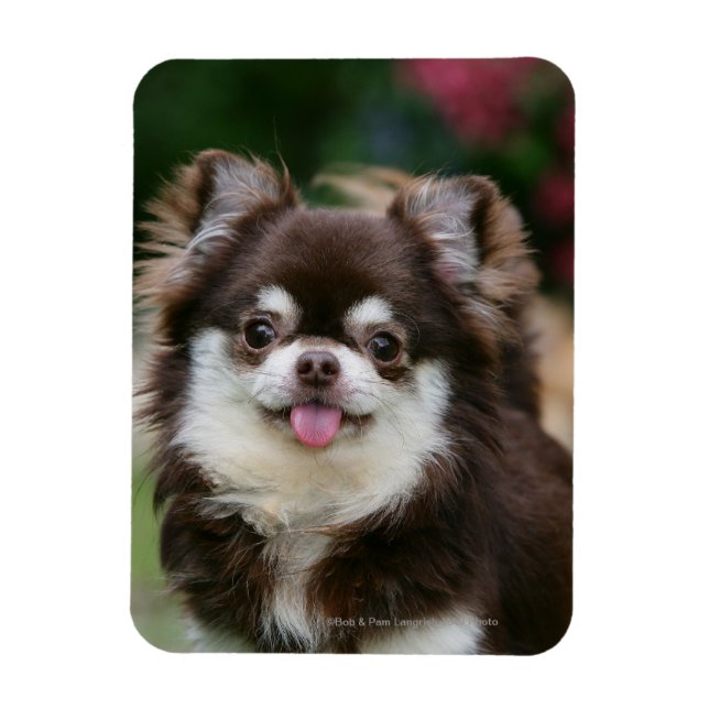 Chihuahua-Kopfschuss 1 Magnet (Vertikal)