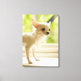 Chihuahua Leinwanddruck