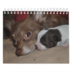 Chihuahua-Liebe-Kalender Kalender