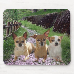 Chihuahua-lila Blumen Mousepad