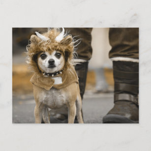 Chihuahua Lion mit Hörnern Postkarte