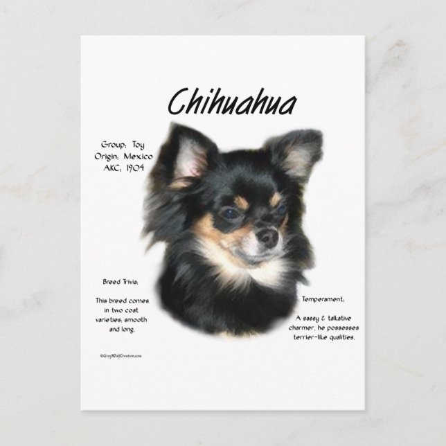 Chihuahua (long) History Design Postkarte (Vorderseite)