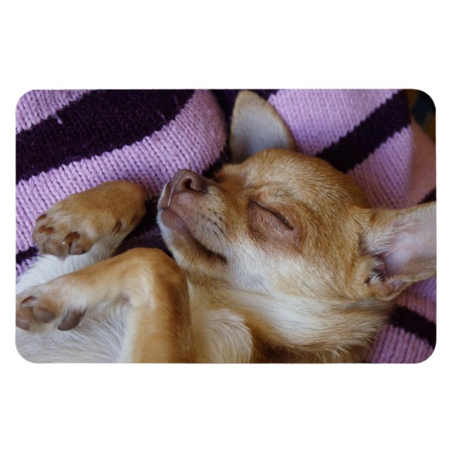 Chihuahua Magnet (Horizontal)