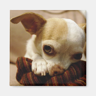 Chihuahua Magnet