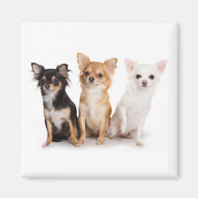 Chihuahua Magnet (Vorne)