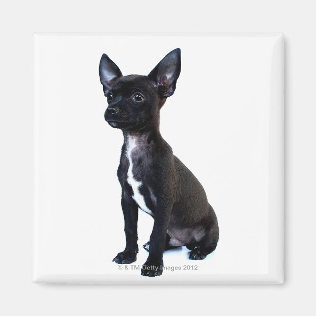 Chihuahua Magnet (Vorne)