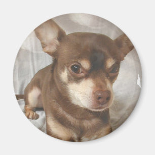 Chihuahua Magnet