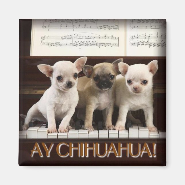 Chihuahua Magnet (Vorne)