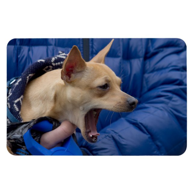 Chihuahua Magnet (Horizontal)