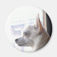 Chihuahua Magnet