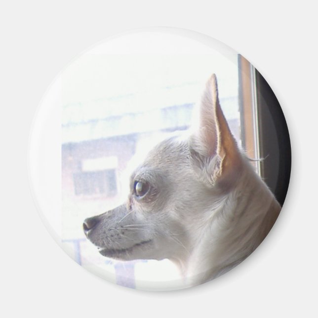 Chihuahua Magnet (Vorne)