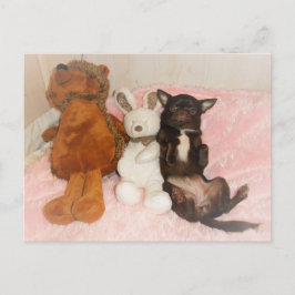 Chihuahua marron nounours peluches Spaß Postkarte
