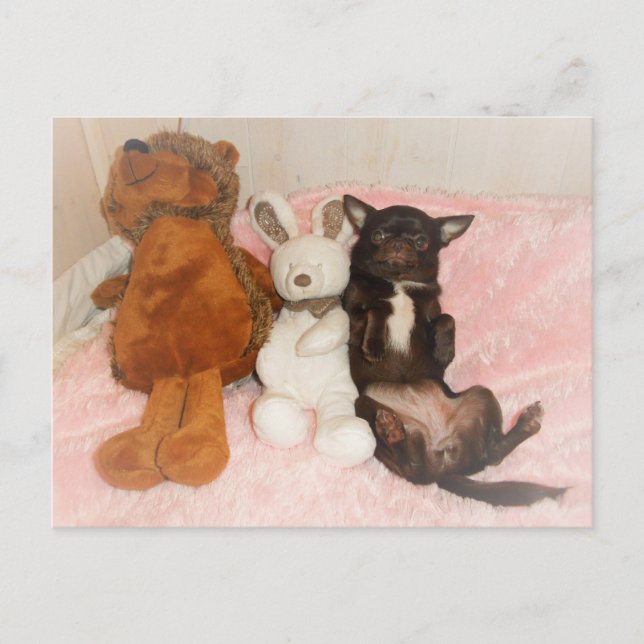 Chihuahua marron nounours peluches Spaß Postkarte (Vorderseite)