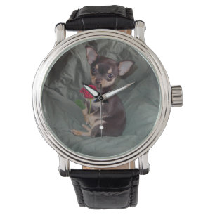 Chihuahua MerryRose, das eine Rosen-Uhr hält Armbanduhr