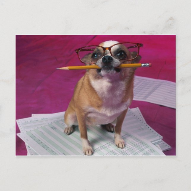 Chihuahua mit Bleistift Postkarte (Vorderseite)