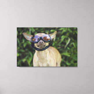 Chihuahua mit Brille Leinwanddruck