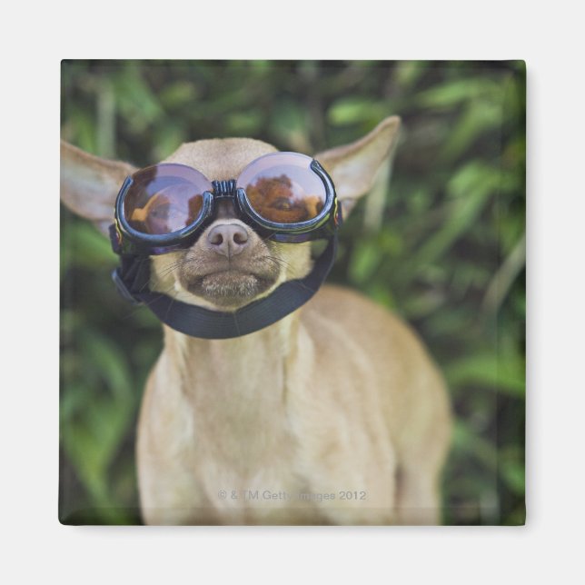 Chihuahua mit Brille Magnet (Vorne)