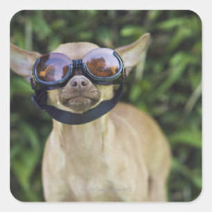Chihuahua mit Brille Quadratischer Aufkleber