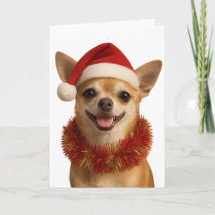 Chihuahua mit frechem Blick im Weihnachtsmann-Hut  Karte