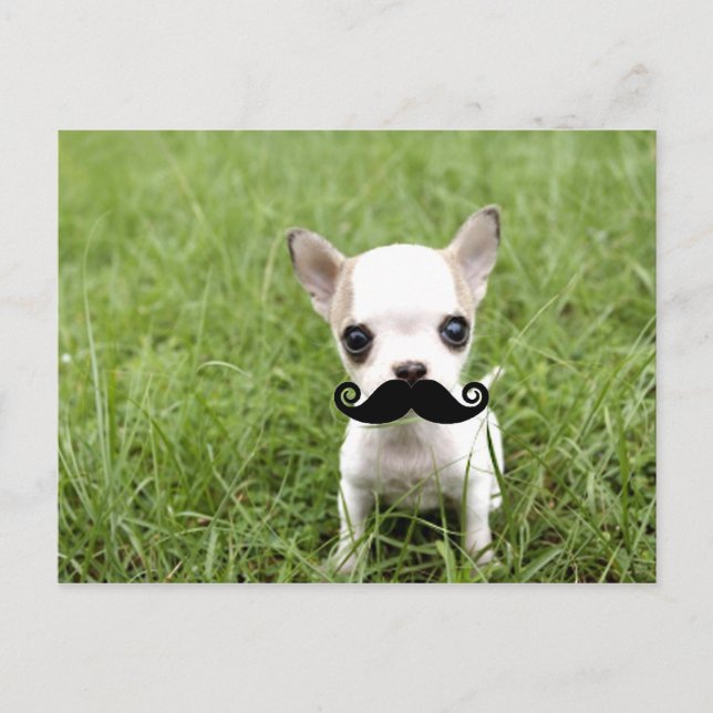 Chihuahua mit Funny Mustache im Garten Postkarte (Vorderseite)