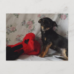 Chihuahua mit ihrem Spielzeug Postcard Postkarte