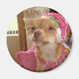 Chihuahua mit rosa Magneten Magnet