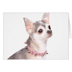 Chihuahua mit rosafarbenem Halsband