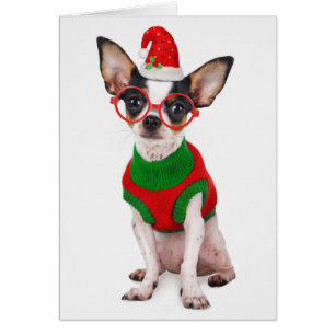 Chihuahua mit Weihnachtsmannmütze und Gläsern