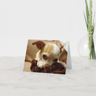 Chihuahua-Mitteilungskarten Karte