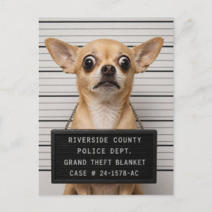 Chihuahua-Mugshot: Schwerer Diebstahl einer Decke Postkarte