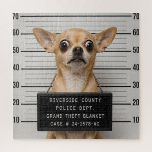 Chihuahua-Mugshot: Schwerer Diebstahl einer Decke Puzzle