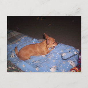 Chihuahua nimmt eine Erholung Postkarte
