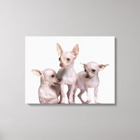 Chihuahua ohne Haare (5 und 7 Monate alt)