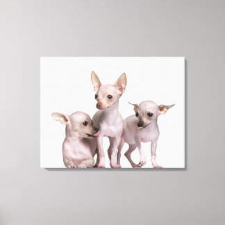 Chihuahua ohne Haare (5 und 7 Monate alt) Leinwanddruck