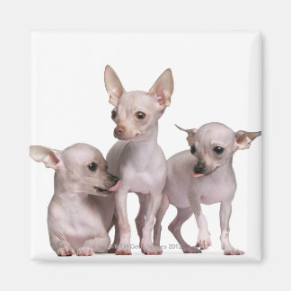 Chihuahua ohne Haare (5 und 7 Monate alt) Magnet