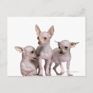 Chihuahua ohne Haare (5 und 7 Monate alt) Postkarte