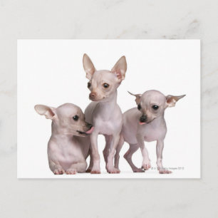 Chihuahua ohne Haare (5 und 7 Monate alt) Postkarte