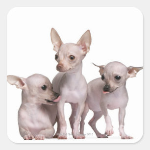 Chihuahua ohne Haare (5 und 7 Monate alt) Quadratischer Aufkleber