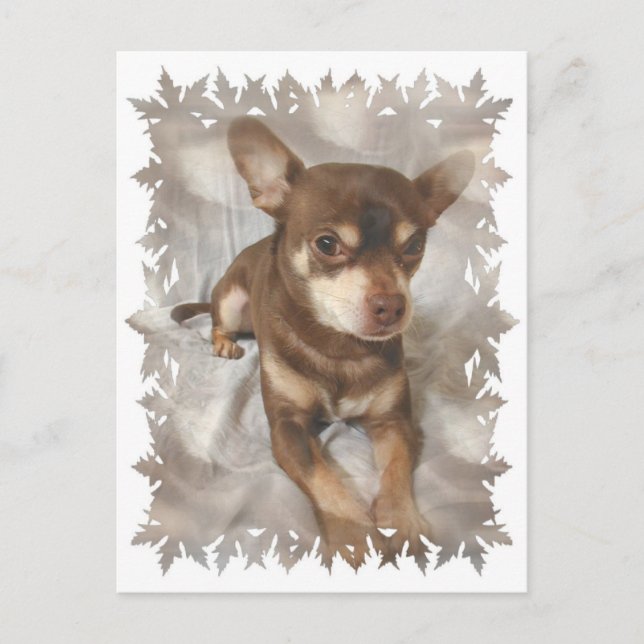 Chihuahua Postcard Postkarte (Vorderseite)
