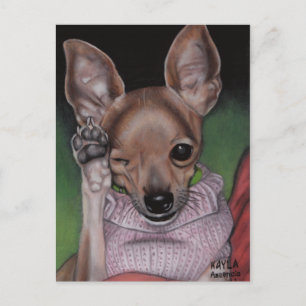 Chihuahua Postcard Postkarte