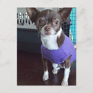 Chihuahua Postcard Postkarte