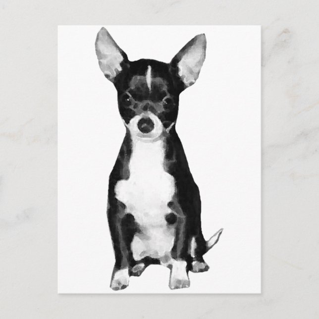 Chihuahua Postcard Postkarte (Vorderseite)