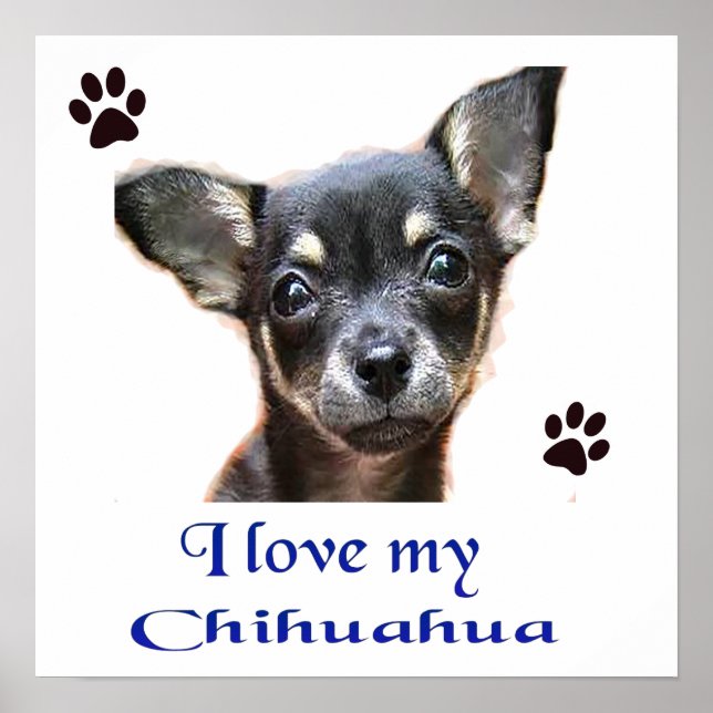 Chihuahua Poster (Vorne)