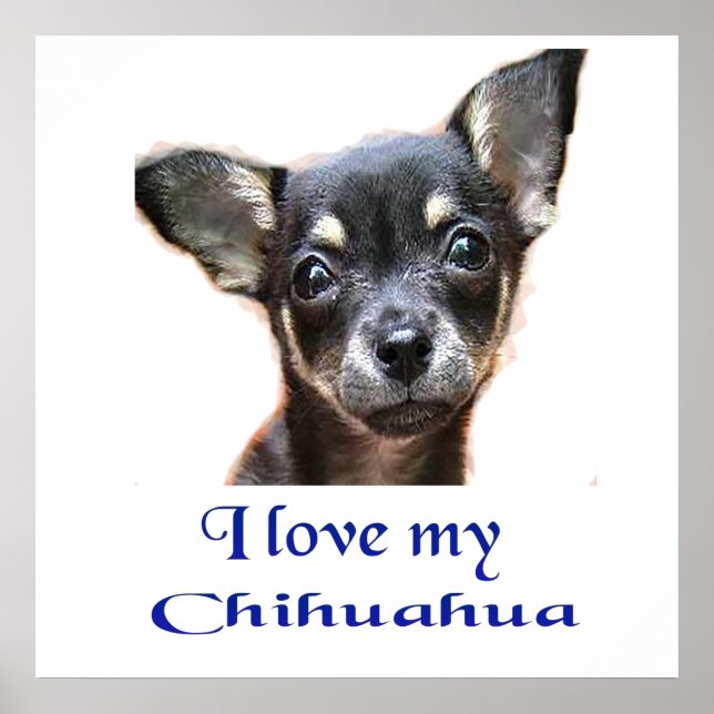 Chihuahua-Poster Poster (Vorne)