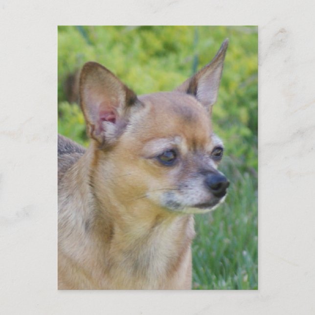 Chihuahua Postkarte (Vorderseite)