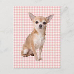 Chihuahua Postkarte